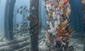 Busselton Underwater Observatory
