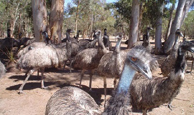Emu Farm